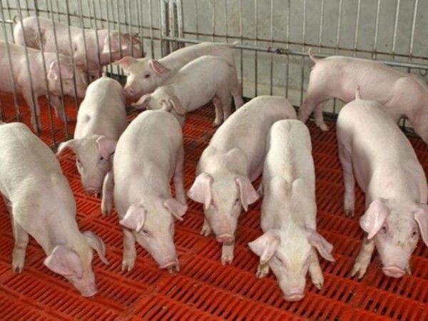 猪用复合矿中确定不能添加铬了吗？是否会给我们饲料企业带来不便？